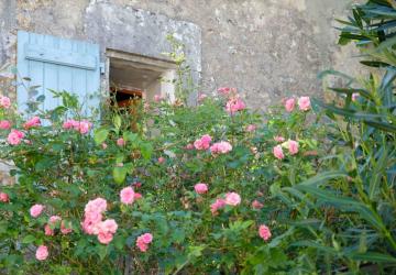 Les rosiers