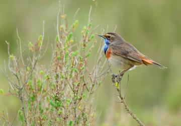 Reserve-Moeze-Oleron-LPO-Le-printemps-des-gorgebleues