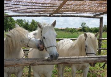 Chevaux de la Manade