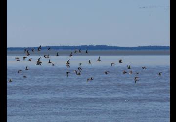 Reserve-Moeze-Oleron-LPO-Oiseau en vol