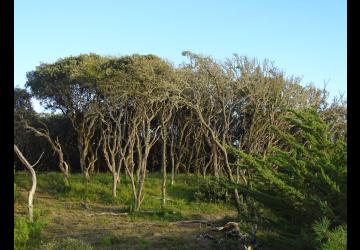 Forêt dunaire de l'Écuissière