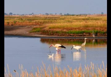 Reserve-Moeze-Oleron-LPO-grands échassiers