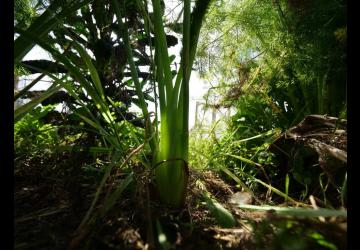 Visite du jardin de Terre d'Eveils