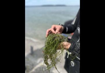 Découverte des herbiers marins - La zostère naine